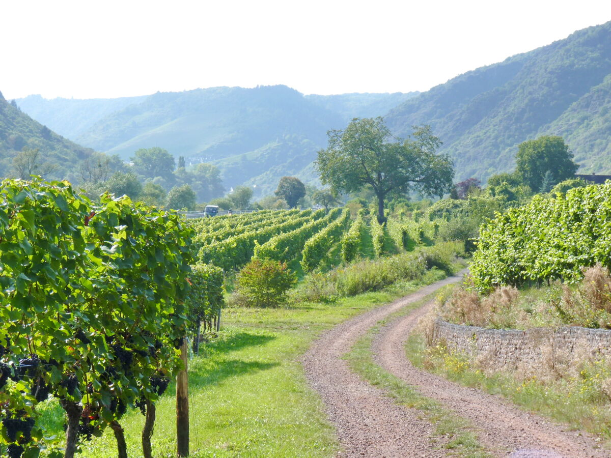 Wanderung durch die Weinberge