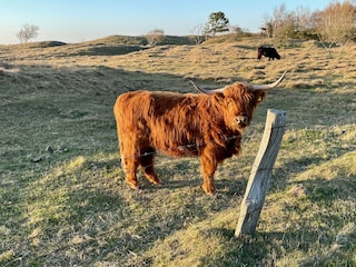 Galloway