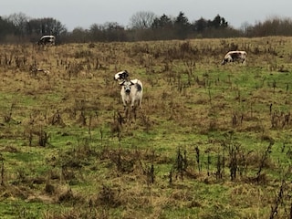 Rinder auf der Nachbarwiese