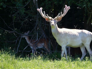 Damwild inkl. Albino vor Ort