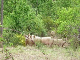 Type de propriété : Ferme Poppi Environnement 32