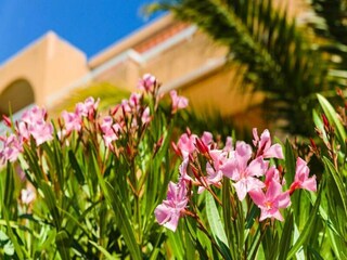 Apartment Cavalaire-sur-Mer Außenaufnahme 9