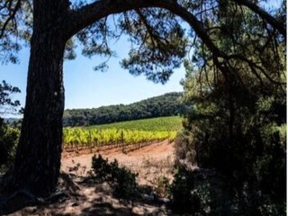 Apartamento Le Lavandou  13