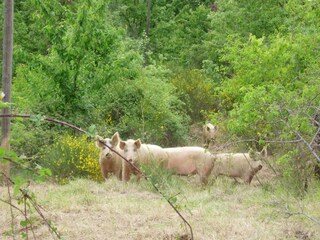 Fattoria Poppi Ambiente 33