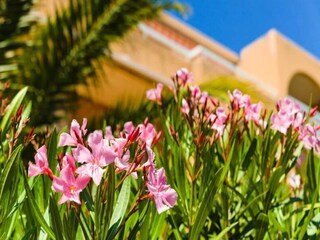 Appartement Cavalaire-sur-Mer Buitenaudio-opname 14