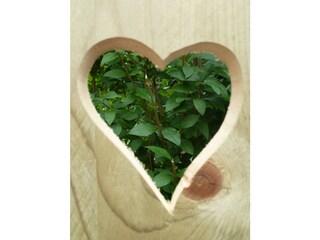 Casa per le vacanze Ouddorp Registrazione all'aperto 5