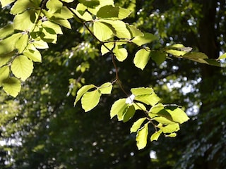 Naturnahe Wälder
