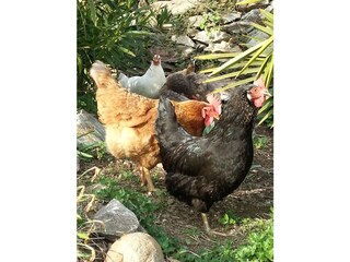 Appartamento per vacanze Dorf Tirol Caratteristiche 18