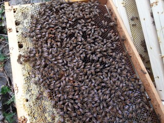 Appartamento per vacanze Dorf Tirol Caratteristiche 21