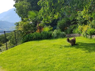 Appartamento per vacanze Dorf Tirol Caratteristiche 22