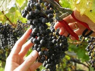 Appartamento per vacanze Dorf Tirol Caratteristiche 23