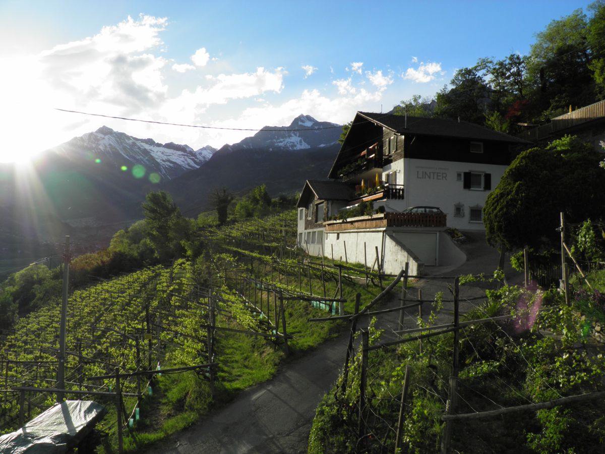 Haus inmitten von Weinbergen