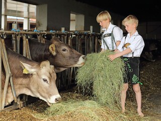 Mithelfen im Stall bei den Kühen