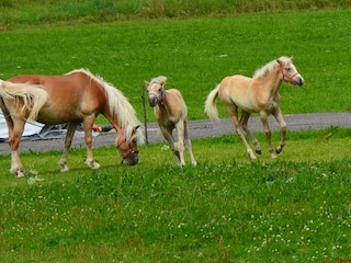 Unsere Haflingerpferde