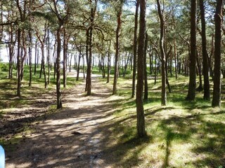 Der Weg zum Strand geht durchs Kiefernwäldchen