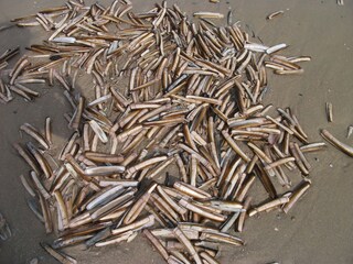 Muscheln auf dem Juister Strand