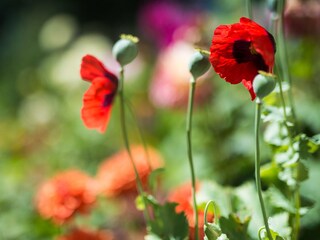 Holiday apartment Friedenweiler Document 42