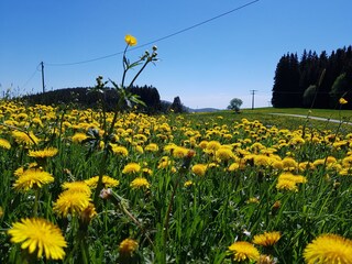 Holiday apartment Friedenweiler Environment 37