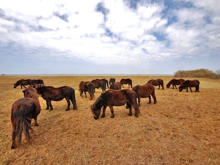 Naturgebiet Vroongronden bei Renesse