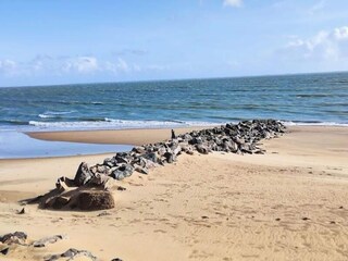 Appartement La Tranche-sur-Mer  12
