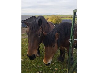 Casa de vacaciones Plütscheid Entorno 32