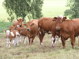 Casa de vacaciones Plütscheid Entorno 33