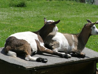 Casa de vacaciones Plütscheid Entorno 31