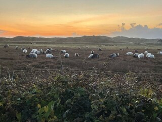 Appartamento per vacanze De Koog Registrazione all'aperto 4