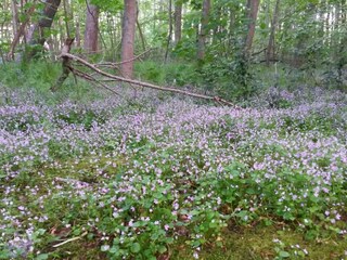 Appartamento per vacanze De Koog Ambiente 29