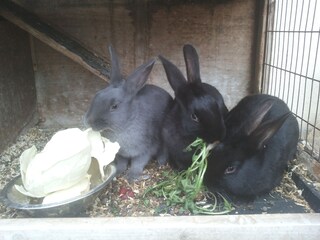 Appartamento per vacanze Lana Ambiente 21