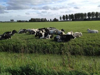 Vakantiehuis Simonshaven Omgeving 23