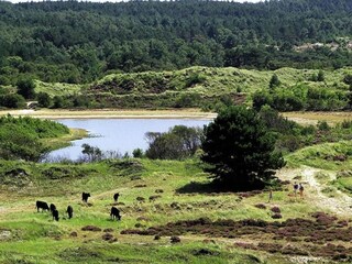 Vakantiehuis Oudesluis Omgeving 23