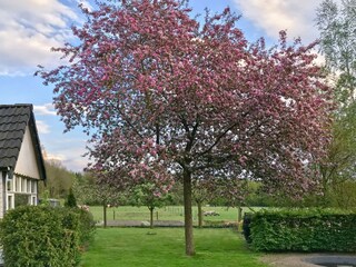 Vakantiehuis Noordwolde Buitenaudio-opname 4