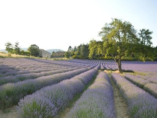 Appartamento Montbrun-les-Bains Ambiente 31