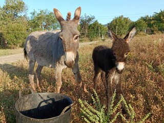Tenuta Bunyola Ambiente 29