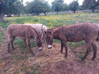 Tenuta Bunyola Registrazione all'aperto 11
