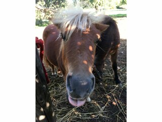 Finca Bunyola Grabación al aire libre 13