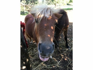 Finca Bunyola Outdoor Recording 12