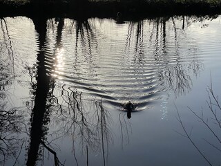 Ente