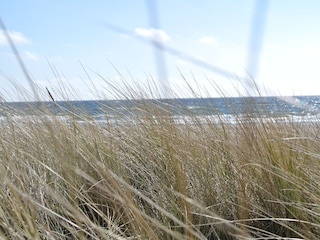 Strand Weidefeld
