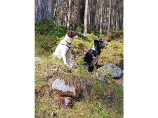 Appartamento per vacanze Grainau Ambiente 39