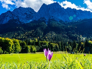 Herbstzeitlose mit Bergblick