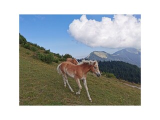 Appartamento per vacanze Grainau Ambiente 31