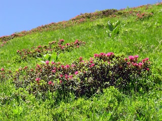 Appartamento per vacanze Riezlern Ambiente 7