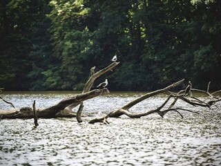 Maison de vacances Bogense  50