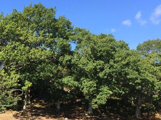 Ferienhaus Klädesholmen  22