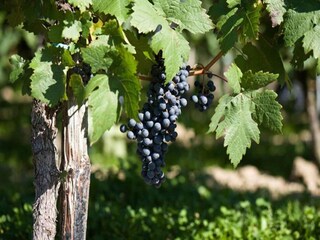 Appartement Veldenz Environnement 39