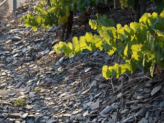 Apartment Veldenz Umgebung 37