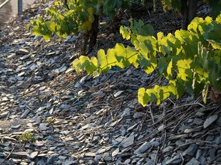 Appartement Veldenz Omgeving 33