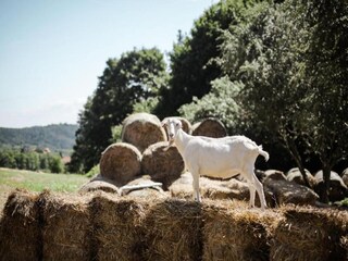 Vakantiehuis Jesenice u Rakovnika Omgeving 22